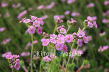 常盤花形（トキワ・ハナガタ）◇サクラソウ科　３寸（9.0cm）ポリポット栽培　◇開花時期：５月～_画像1