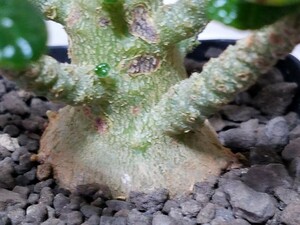 国内実生ドルステニア ギガス ぽっこり将来有望 良株 / 多肉植物 サボテン 塊根植物 ユーフォルビア 綴化 グラキリス アデニア アデニウム