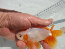 地金魚　（天然記念物）2歳から3歳ぐらい　3匹　体長約12~１３ｃｍ_画像4