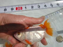 地金魚　（天然記念物）2歳から3歳ぐらい　3匹　体長約12~１３ｃｍ_画像5