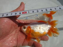 地金魚　（天然記念物）2歳から3歳ぐらい　3匹　体長約12~１３ｃｍ_画像6