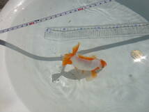 地金魚　（天然記念物）2歳から3歳ぐらい　3匹　体長約12~１３ｃｍ_画像7