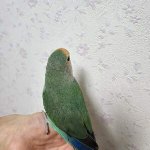 コザクラインコ 小桜 インコ 卵 3個 シーグリーン 鳥の画像3