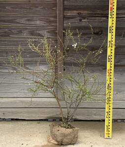 現品発送　ユキヤナギ　大きな株立ち　白花　雪柳　落葉樹　暑さ寒さに強い　切花にも　8