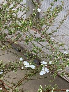 現品発送　ユキヤナギ　大きな株立ち　白花　雪柳　落葉樹　暑さ寒さに強い　切花にも　5