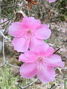 引き取り限定　アカヤシオツツジ　蕾たくさん　五葉ツツジ　超豪華な株立ち　赤ヤシオ　落葉樹