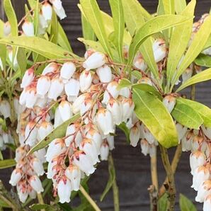 現品発送 リュウキュウアセビ 赤い蕾 白花 琉球アセビ 常緑樹 馬酔木 暑さ寒さ、潮風、乾燥に強いの画像1