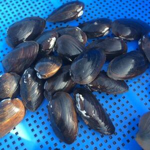 琵琶湖産イシガイ50匹　タテボシ　タナゴ　産卵　母貝、