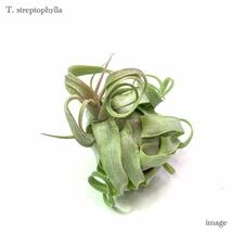 チランジア ストレプトフィラ 実生苗 (エアープランツ ティランジア streptophylla seedling)_画像1