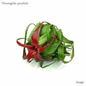  Neo rege rear pen te.la cut seedling ( tanker brome rear Neoregelia pendula)