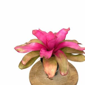 (現品) ネオレゲリア 'ドォナー' (No.61656) (タンクブロメリア Neoregelia 'Donna')