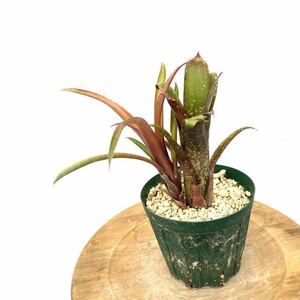 ( reality goods ) Bill mea'o- Lee ' (No.62231) ( tanker brome rear Bill bell gear ekmeaxBillmea 'Ollie' Billbergia × Aechmea)