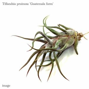 チランジア プルイノーサ 'グアテマラフォーム' (エアープランツ ティランジア pruinosa 'guatemala form')