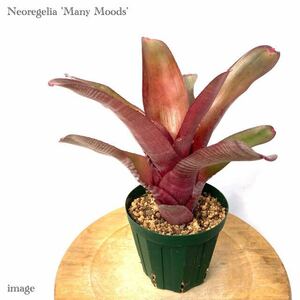 ネオレゲリア 'メニームーズ' (タンクブロメリア Neoregelia 'Many Moods')