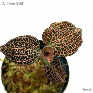 アネクトキルス 'ローズゴールド' 2寸 (ジュエルオーキッド 宝石蘭 Anoectochilus '.Rose Gold')