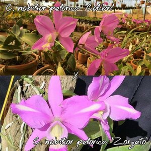 C. nobilior f. pelorica x sib ('Colibri' x 'Zorzeto') 洋蘭 原種