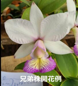 C. nobilior v. amaliae f. semialba x sib ('Veredas' x 'Rio Vermelho') 洋蘭 原種