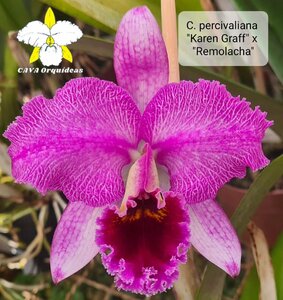 C. percivaliana x sib ('Karen Graff' x rubra 'Remolacha') 洋蘭 原種
