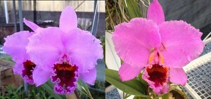 C. percivaliana x sib ('Frida' x 'Friends') 洋蘭 原種