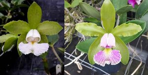 C. schilleriana CG2087 (albescens '#2-2016' x semi-alba 'Esmeralda') 洋蘭 原種