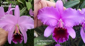 C. percivaliana x sib ('Cetro Remolacha' x 'Ines') 洋蘭 原種