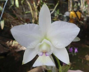 C. nobilior f. semi alba 'Akemi' x self 洋蘭 原種