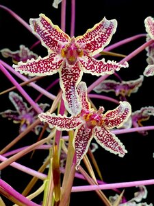 Laelia lyonsii 洋蘭 原種