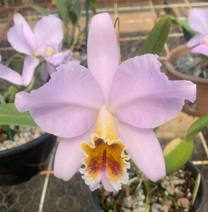 C. percivaliana coerulea HTP842 ('Ondine' x 'Pedersen') x sib 洋蘭 原種