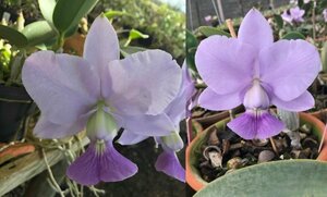 C. walkeriana coerulea x sib ('Caled' x 'Marcia Ferraz') 洋蘭 原種