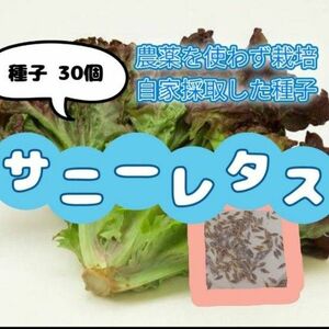 【同梱で50円値引き】サニーレタス 種子 30個 農薬を使わずに自家栽培して採取した種