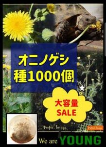 【同梱で50円ずつ値引き】【大容量1000個】オニノゲシ種子 農薬などを一切使わず自家栽培した苗から採取 無農薬