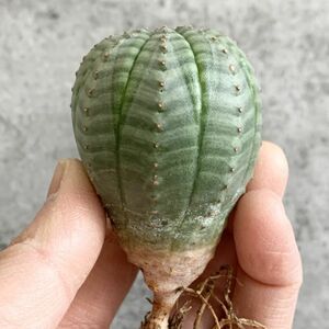 【B4687】【選抜株】ユーフォルビア オベサ Euphorbia obesa ( 検索 アガベ 塊根植物 多肉植物 )