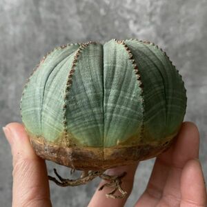 【B5145】SS級特大幅8㎝株！！【極上特選大株！！】ユーフォルビア オベサ Euphorbia obesa ( 検索 アガベ 多肉植物 )