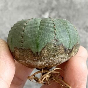 【B4693】【選抜株】ユーフォルビア オベサ Euphorbia obesa ( 検索 アガベ 塊根植物 多肉植物 )