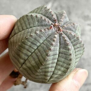 【B4695】【選抜株】ユーフォルビア オベサ Euphorbia obesa ( 検索 アガベ 塊根植物 多肉植物 )