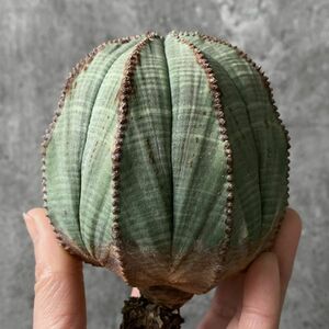 【B5150】SS級特大幅8㎝株！！【極上特選大株！！】ユーフォルビア オベサ Euphorbia obesa ( 検索 アガベ 多肉植物 )