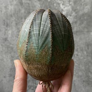 【B5162】SS級9.5㎝巨大株！！【極上特選大株！！】ユーフォルビア オベサ Euphorbia obesa ( 検索 アガベ 多肉植物 )