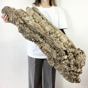 【C3490】92㎝！！！超特大サイズ！最高品質！ コルク樹皮 エアプランツ チランジア コウモリラン ビカクシダ 洋蘭 爬虫類 コルク