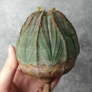 【B5200】★注目株★SS級幅9㎝巨大株！！【極上特選大株！！】ユーフォルビア オベサ Euphorbia obesa ( 検索 アガベ 多肉植物 )