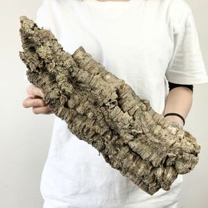 【C3522】超特大サイズ！最高品質！ キャノン型 コルク樹皮 エアプランツ チランジア コウモリラン ビカクシダ 洋蘭 爬虫類 コルク