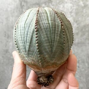 【B5269】SS級巨大8.5㎝株！！【極上特選大株！！】ユーフォルビア オベサ Euphorbia obesa ( 検索 アガベ 多肉植物 )