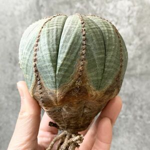 【B5273】SS級特大8.5㎝株！！【極上特選大株！！】ユーフォルビア オベサ Euphorbia obesa ( 検索 アガベ 多肉植物 )