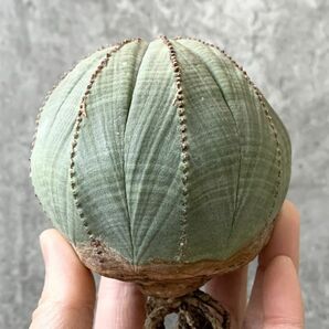 【B5278】SS級幅7.5㎝巨大株！！【極上特選大株！！】ユーフォルビア オベサ Euphorbia obesa ( 検索 アガベ 多肉植物 )の画像1