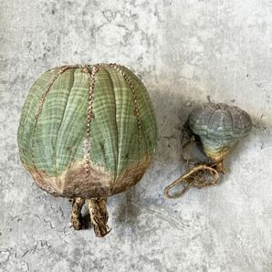 【B5279】【SS級特大多稜株！！極上特選大株！！】ユーフォルビア オベサ Euphorbia obesa ( 検索 アガベ 多肉植物 )の画像3