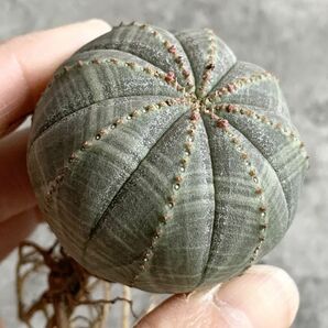 【B5012】【選抜株】ユーフォルビア オベサ Euphorbia obesa ( 検索 アガベ 塊根植物 多肉植物 )の画像3