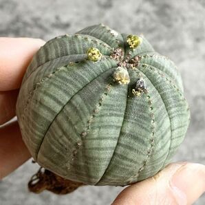 【B5013】【選抜株】ユーフォルビア オベサ Euphorbia obesa ( 検索 アガベ 塊根植物 多肉植物 )の画像3