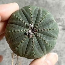 【B5028】【選抜株】ユーフォルビア オベサ Euphorbia obesa ( 検索 アガベ 塊根植物 多肉植物 )_画像2