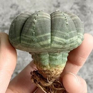 【B5020】【SS級キノコ型！！選抜株】ユーフォルビア オベサ Euphorbia obesa ( 検索 アガベ 塊根植物 多肉植物 )