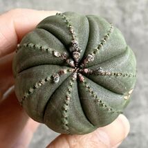 【B5031】【選抜株】ユーフォルビア オベサ Euphorbia obesa ( 検索 アガベ 塊根植物 多肉植物 )_画像1