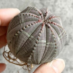 【B5022】【SS級美模様！選抜株】ユーフォルビア オベサ Euphorbia obesa ( 検索 アガベ 塊根植物 多肉植物 )